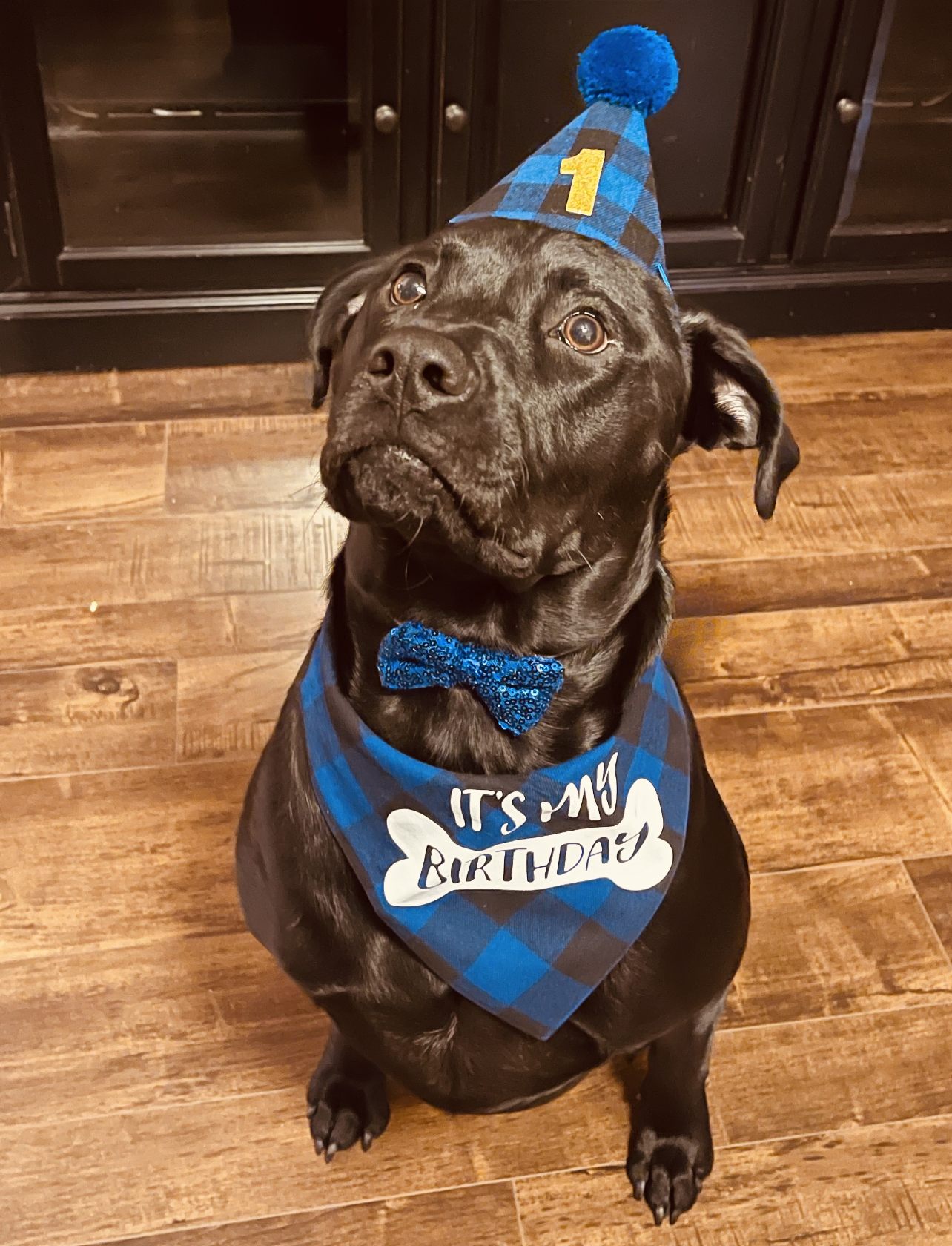 Dog in a Birthday Outfit